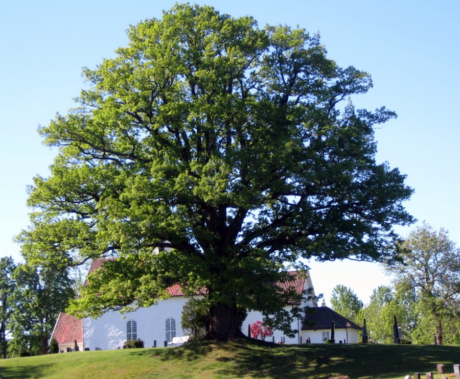 Hof kirke  med den gamle eika; fredet naturminne