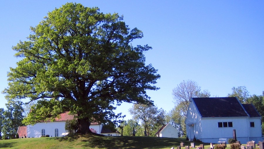 Hof kirke og bårehus med den gamle eika
