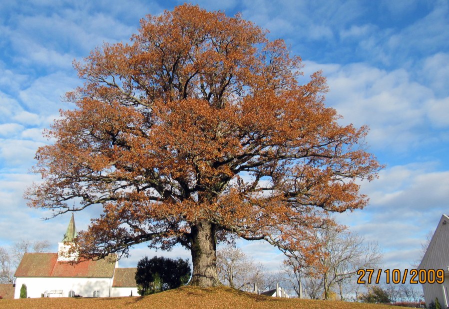 Eika som naturminne-4